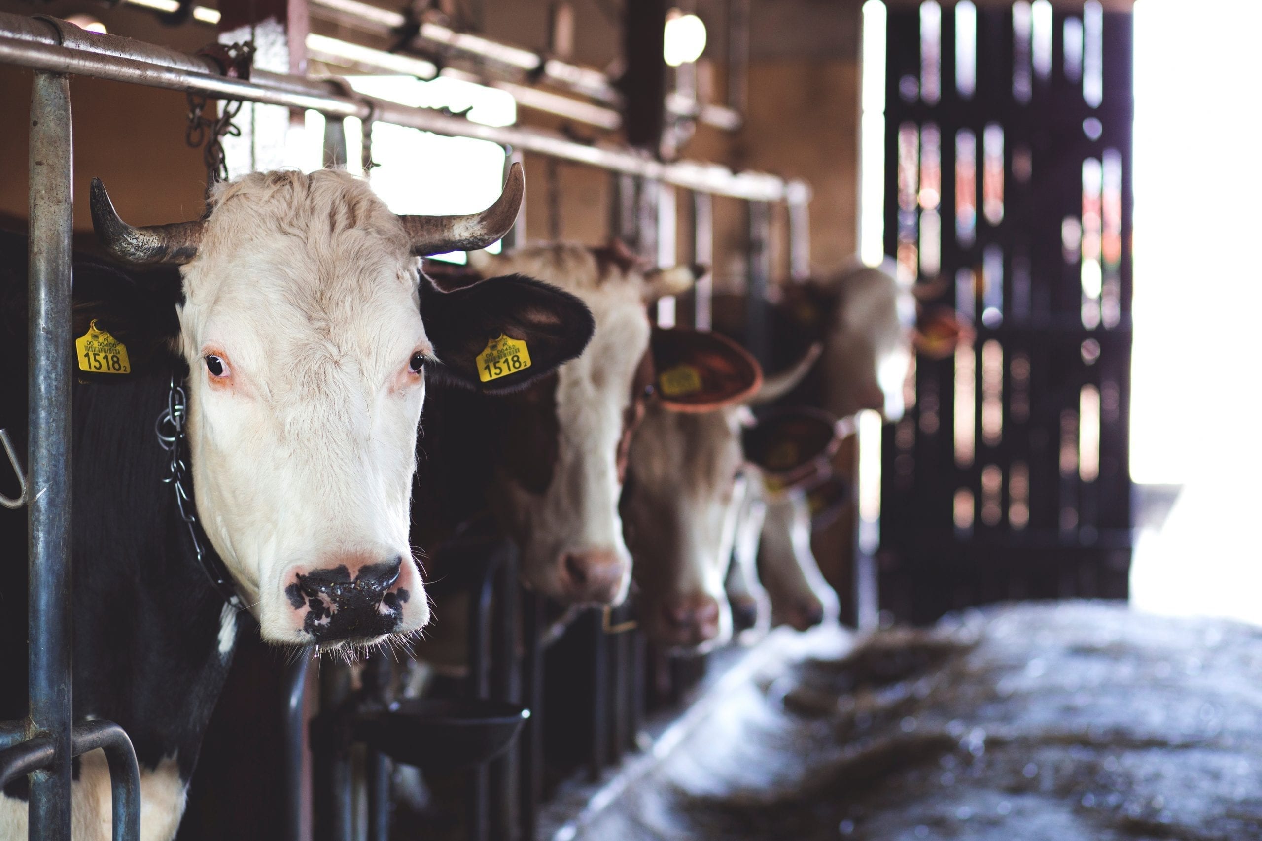 Vaches à viande et vaches à lait - Express Farming