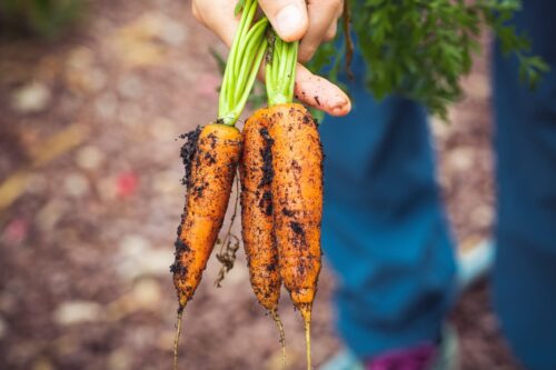 carotte carottes cueillies dans le champ