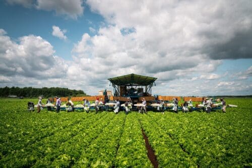 Productions maraîchères sur le territoire – Coopérative agricole Uniag | Vegetable production in the field – Uniag Agricultural Cooperative