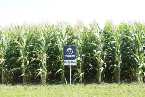roduction de maïs Maizex – Uniag Coopérative | Maizex corn production – Uniag Cooperative